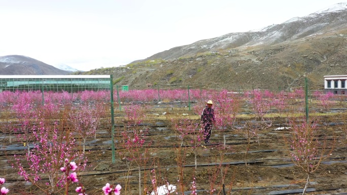 桃园 水果园 种植脱贫 科学化种植