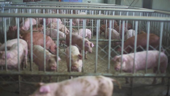 猪肉 母猪 猪流感病毒 动物 猪圈 笼子