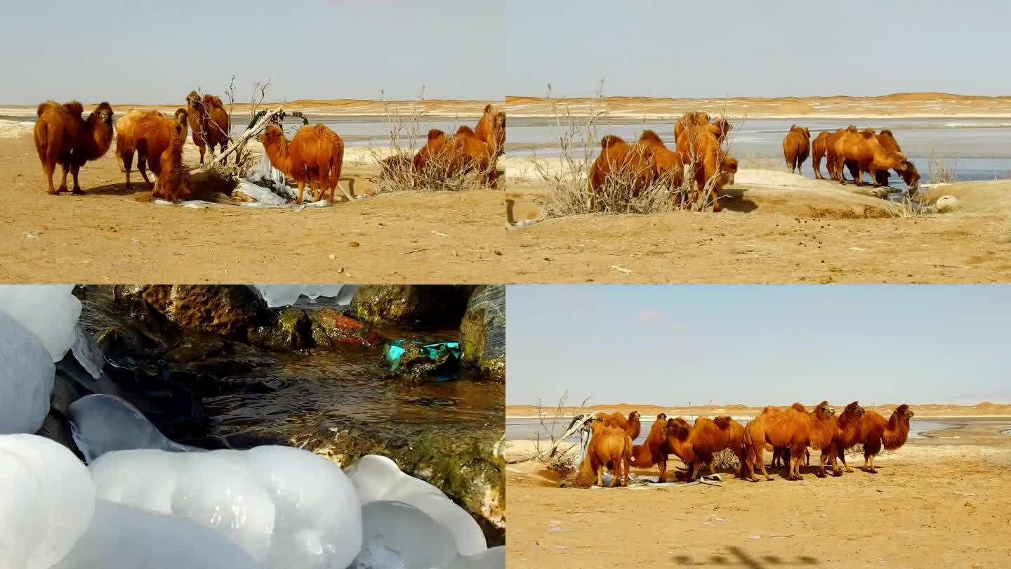 寒冬三九天骆驼喝水