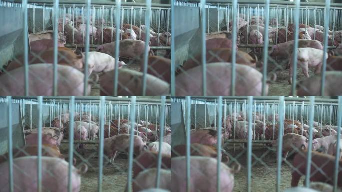 母猪 猪流感病毒 动物 猪圈 笼子 仔猪