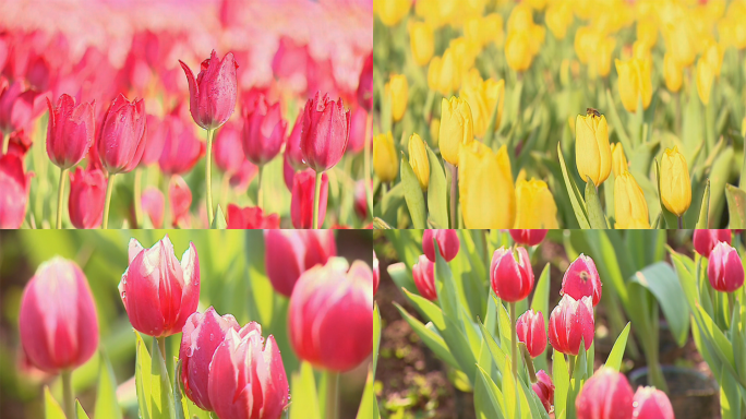 明艳郁金香花海特写素材合集4K