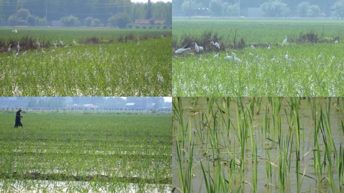 稻田·秧苗·白鹭飞