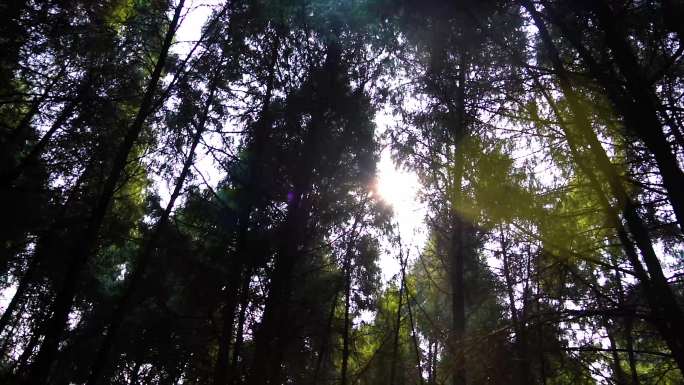 森林里的光线光圈