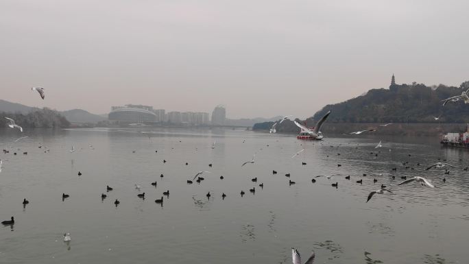 四川省绵阳市三江半岛景区水鸟