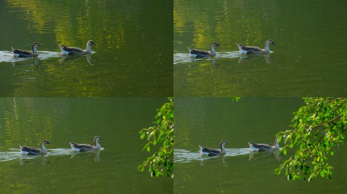 两只鸿雁在池塘游泳 家鹅养鹅