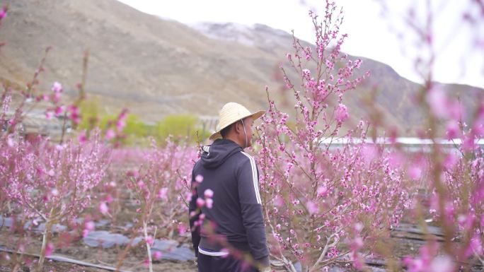 万亩桃园 春天 初春 花蕊花朵 绽放