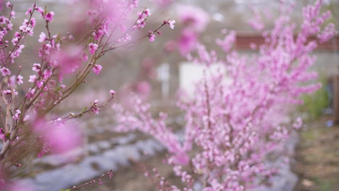 种桃树 雪山桃树 苹果园 桃园 水果园