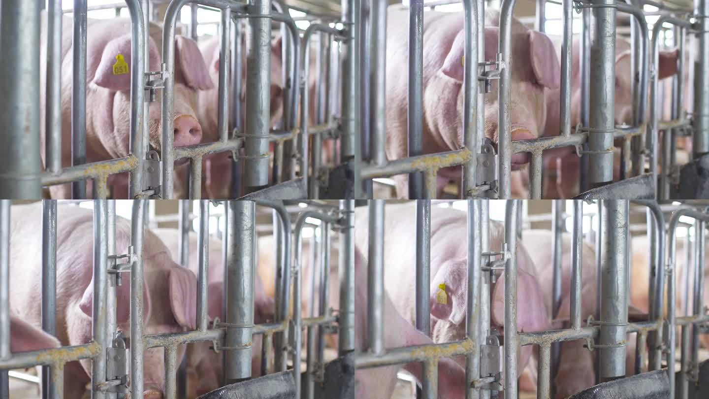 猪场消毒 猪崽 现代化猪场 智慧猪场