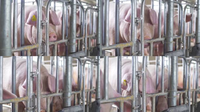 猪场消毒 猪崽 现代化猪场 智慧猪场