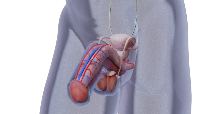 医疗男性生殖器官勃起原理