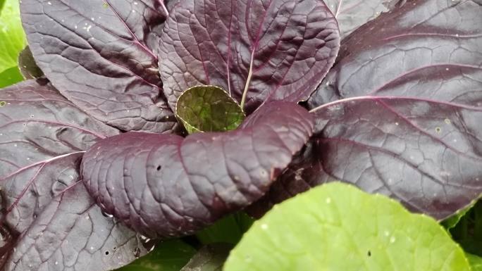 有机植物食用紫菜心生菜菜园蔬菜种植基地