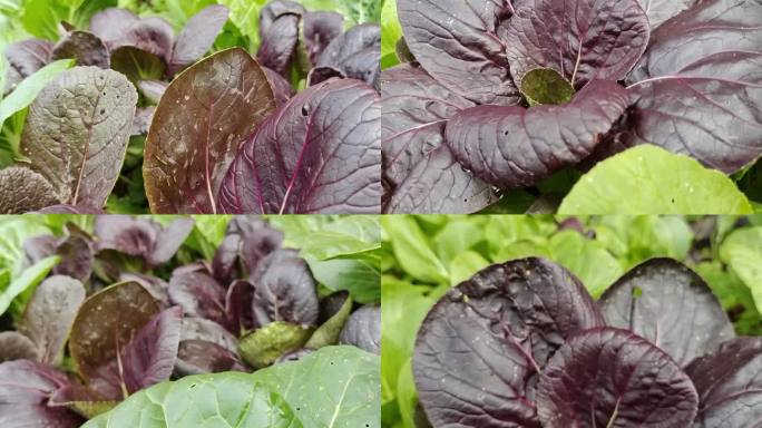 有机植物食用紫菜心生菜菜园蔬菜种植基地