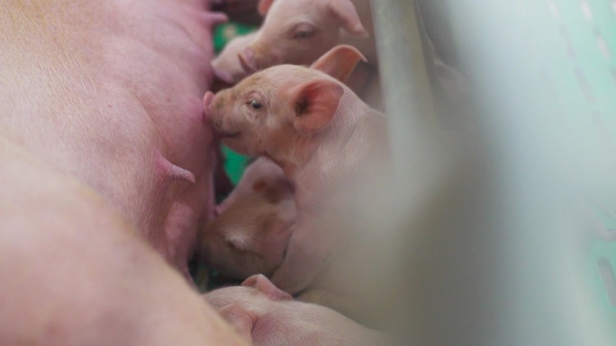 猪场消毒 猪崽 现代化猪场