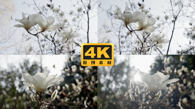 4K-玉兰花花开，玉兰盛开，玉兰花花朵