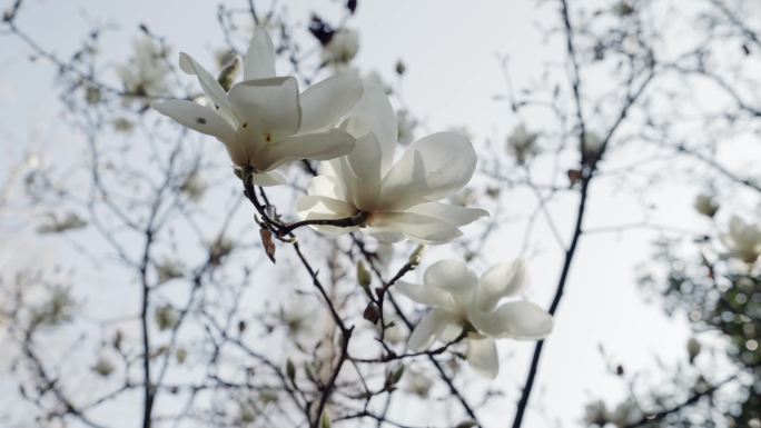 4K-玉兰花花开，玉兰盛开，玉兰花花朵