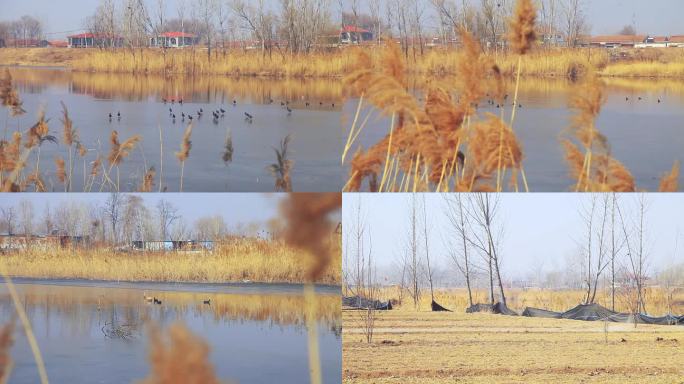 冬季芦苇丛中一群野鸭野鸭飞过岸边芦苇