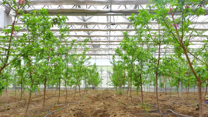 室内种植 桃树温室大棚 种植科技大棚