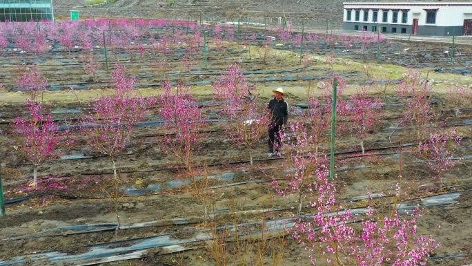 水果园 种植脱贫 科学化种植产业化种植桃