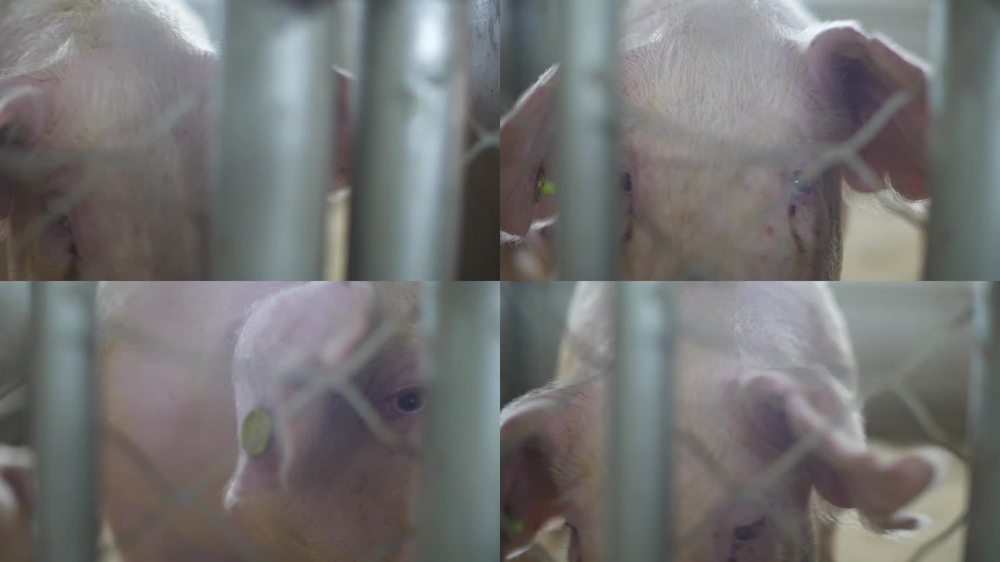 养猪场上班 养猪场职工 大型养猪场 母猪