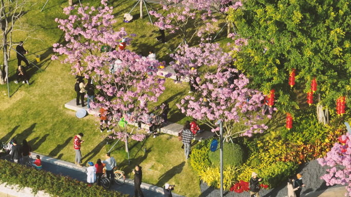 4K春天深圳中心河观赏紫花风铃木的游客