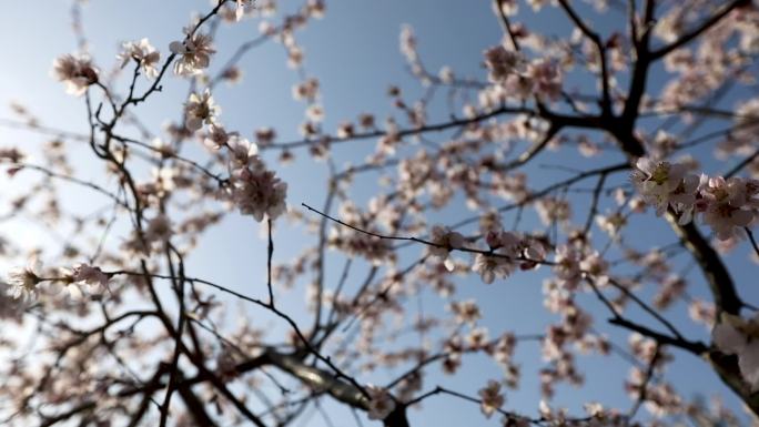 空镜 梅花 特写