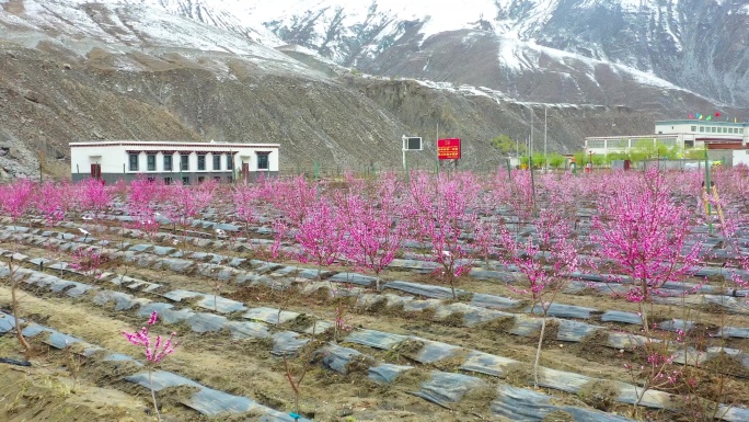 桃树产业 乡村振兴 种桃树雪山桃树苹果园