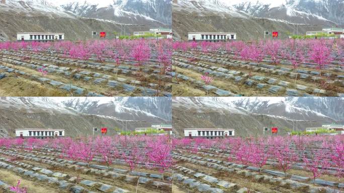 桃树产业 乡村振兴 种桃树雪山桃树苹果园