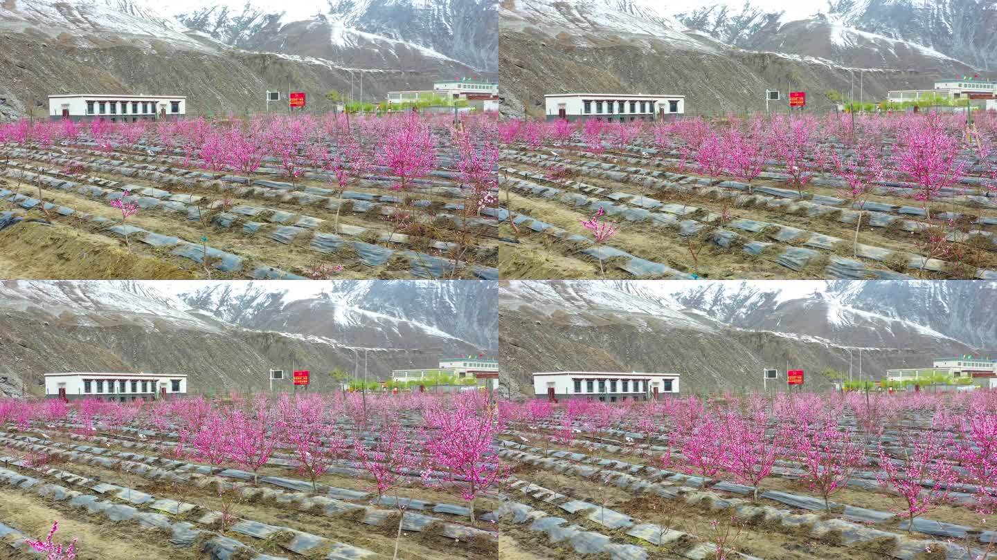桃树产业 乡村振兴 种桃树雪山桃树苹果园