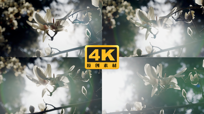4K-玉兰花花开，玉兰盛开，玉兰花花朵