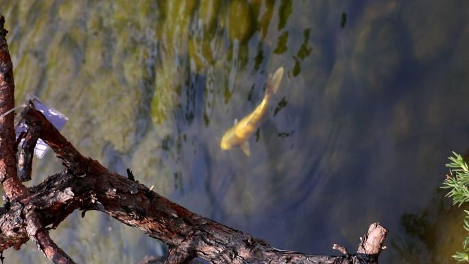溪流中的小黄鱼