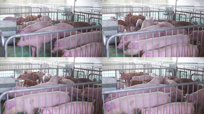 猪场消毒 猪崽现代化猪场智慧猪场科学养猪