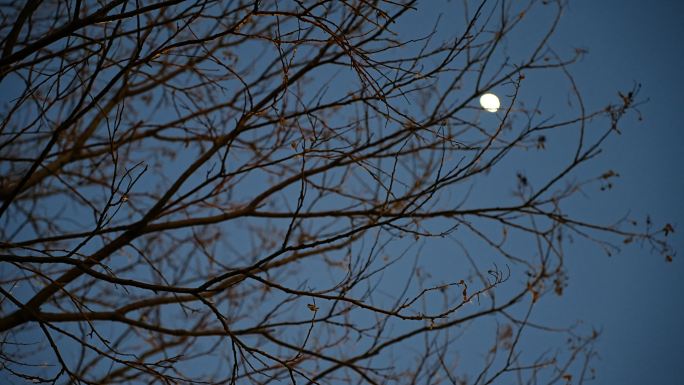 透过树枝看月亮枯藤老树