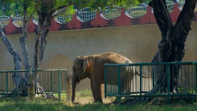 动物园大象亚洲象非洲象