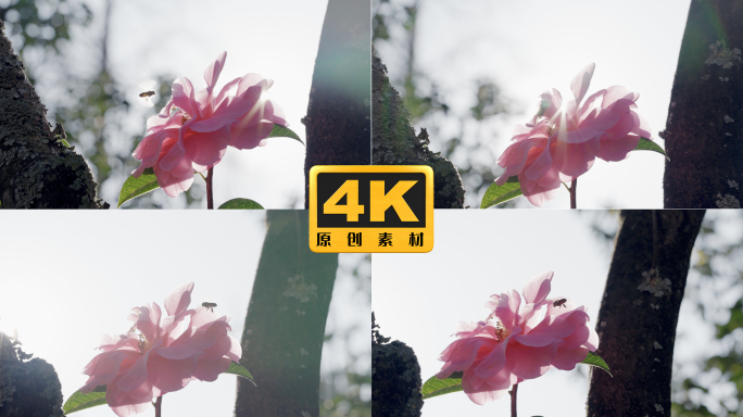 4K-蜜蜂在山茶花上采蜜，山茶花逆光光影