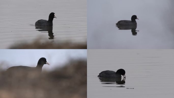 白骨顶鸡 fulica atra