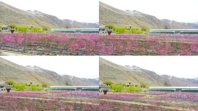 桃花林 桃花山 桃花朵  桃花瓣  桃花