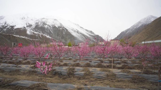 雪山桃树 苹果园 桃园 水果园 种植脱贫