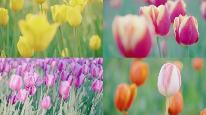 郁金香花园花朵特写实景，柳州园博园