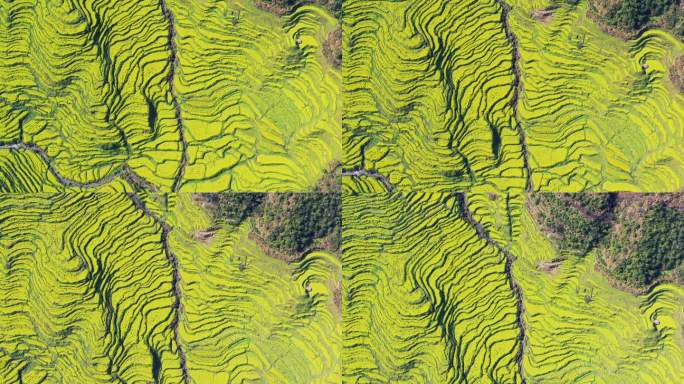 婺源篁岭油菜花梯田航拍视频