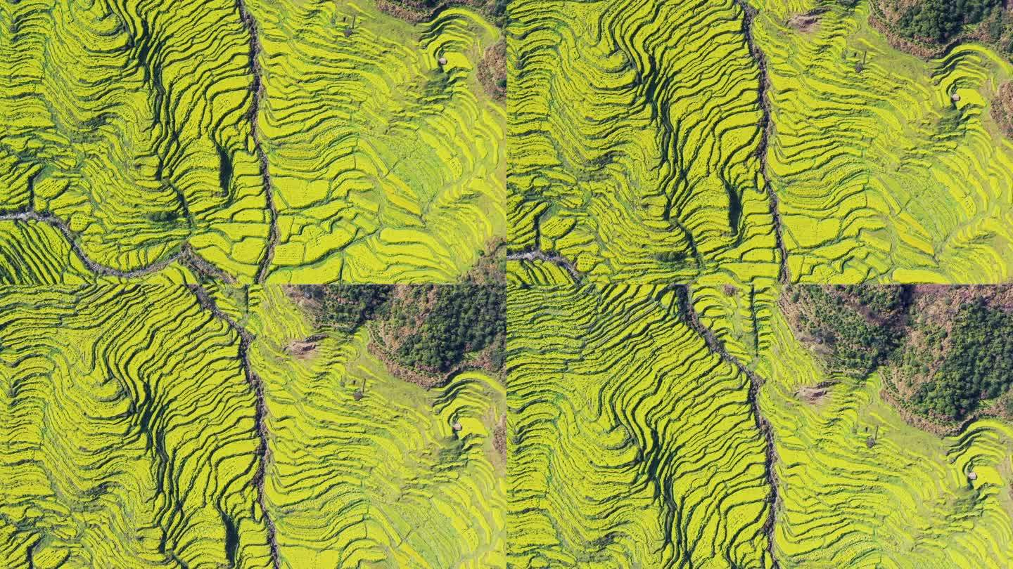 婺源篁岭油菜花梯田航拍视频
