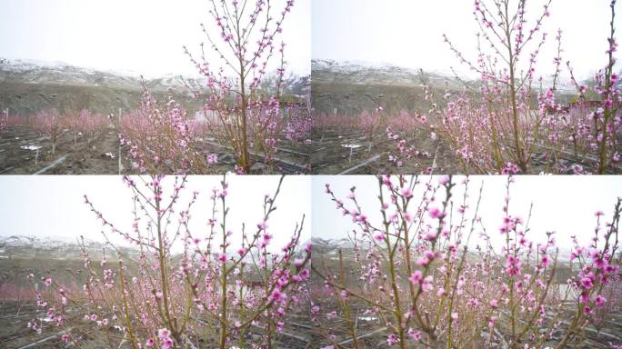 乡村振兴 种桃树 雪山桃树 苹果园