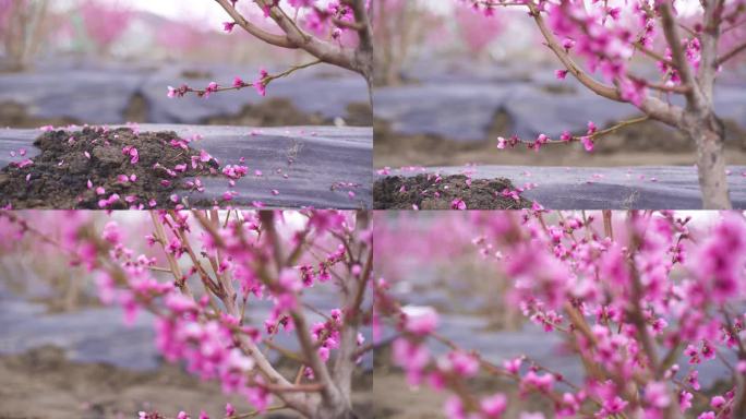 桃花朵  桃花瓣 桃花飘 桃花盛开 桃园