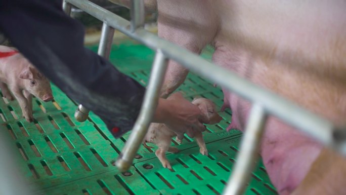 幼猪生长 猪肉 母猪 猪流感病毒