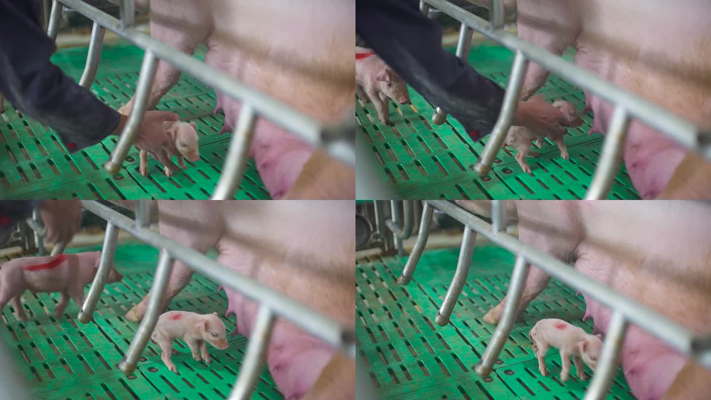 幼猪生长 猪肉 母猪 猪流感病毒