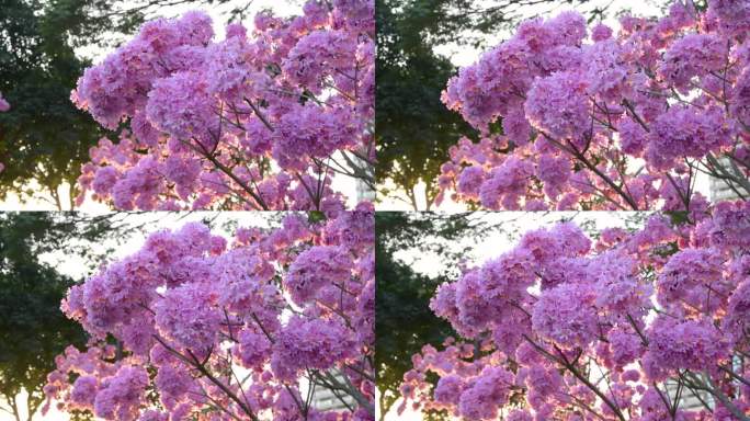 4K紫花风铃木