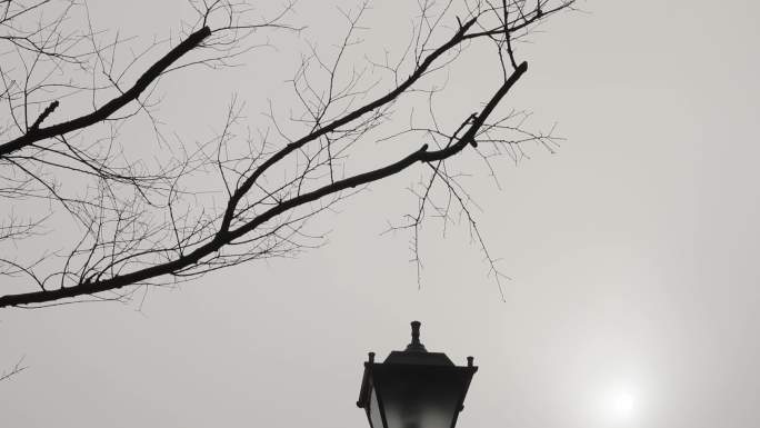 冬天路灯月亮树枝小鸟凄凉意境唯美凄冷雾气
