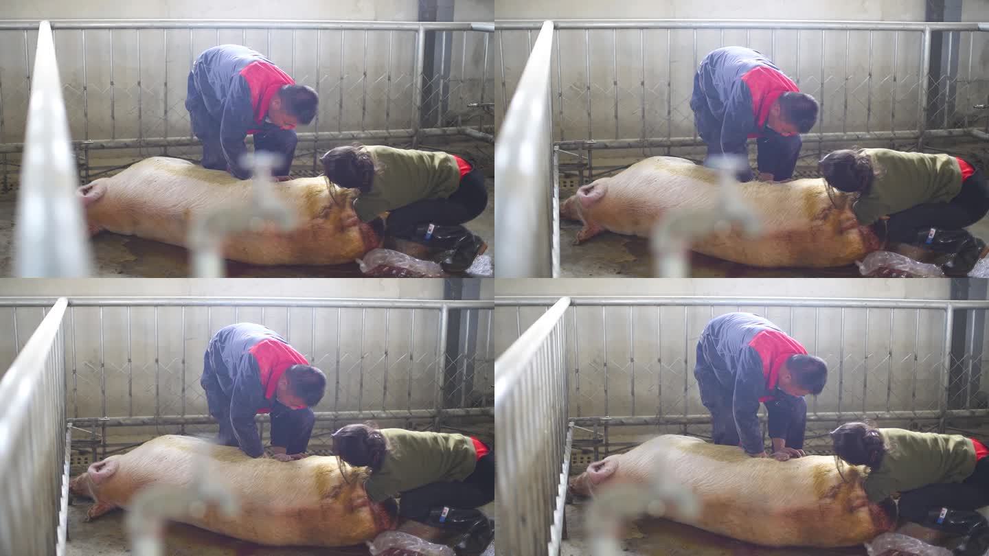 助产母猪 母猪场接生 母猪生产 猪生产