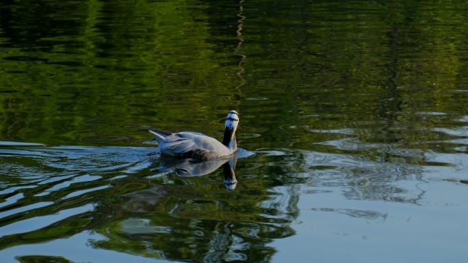 斑头雁鸭子池塘游泳