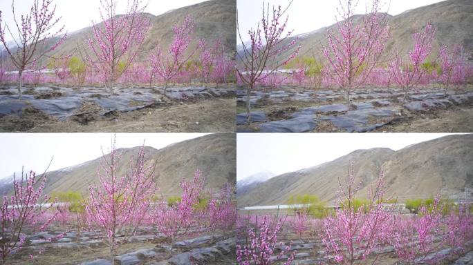 初春 花蕊花朵 绽放 桃花产业种植