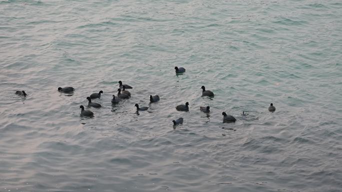 白骨顶鸡候鸟群河流戏水觅食自然风光